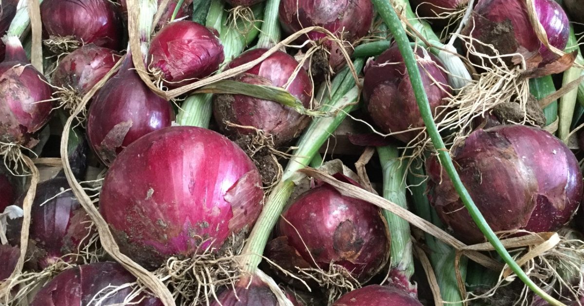 Spring is here so get those onions in | Riotact