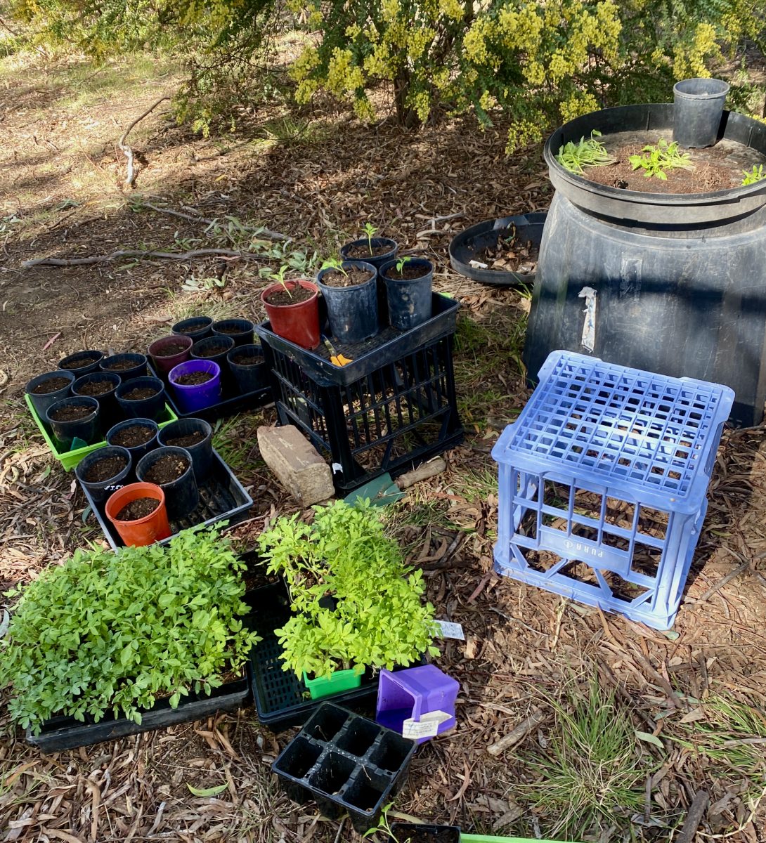 Tomato seedlings and pots full of rich soil next to a compost bin.