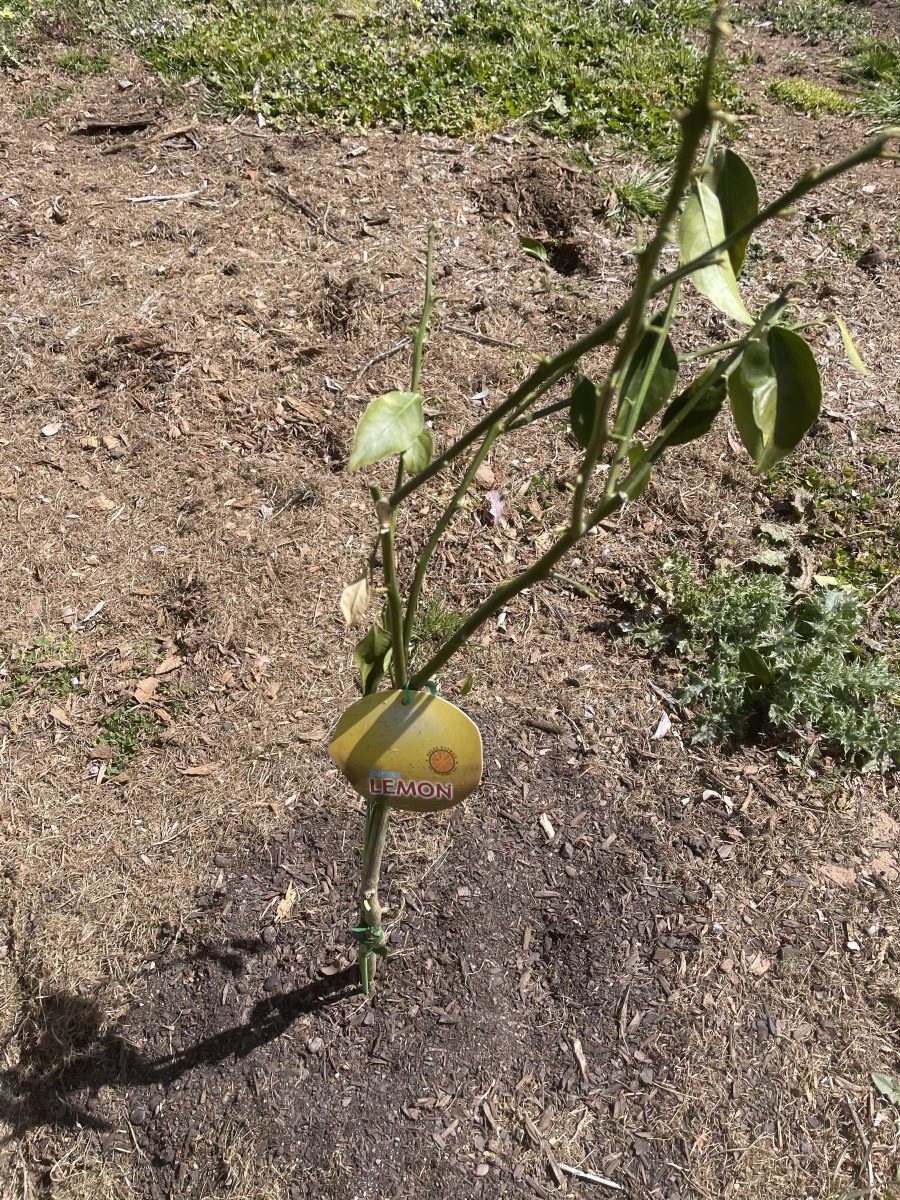 Sad looking lemon tree in the ground