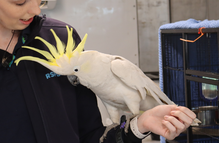 Jake the cockatoo