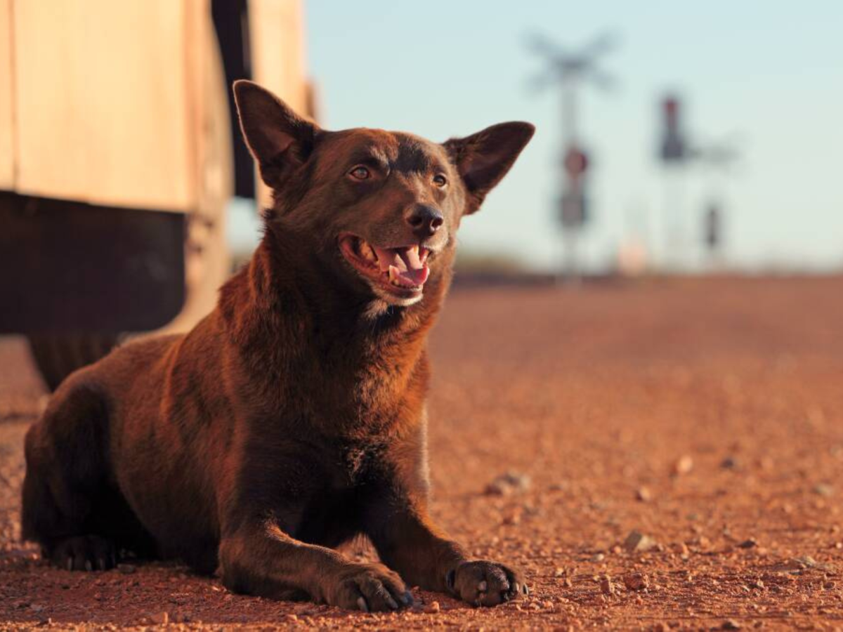 Still from Red Dog showing a brown kelpie in a regional setting