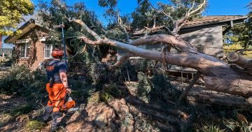 Wild weather keeps SES busy across the ACT