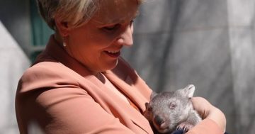 Conservationists slam Plibersek for 'shameful' coal mine approvals