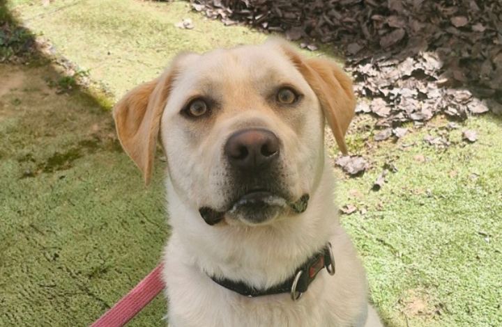 Tommy the lab retriever