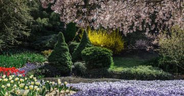 Tulip Top Gardens