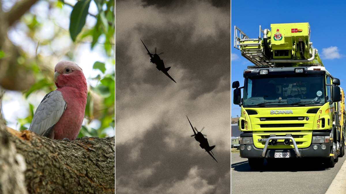 galah, WWII planes, fire truck