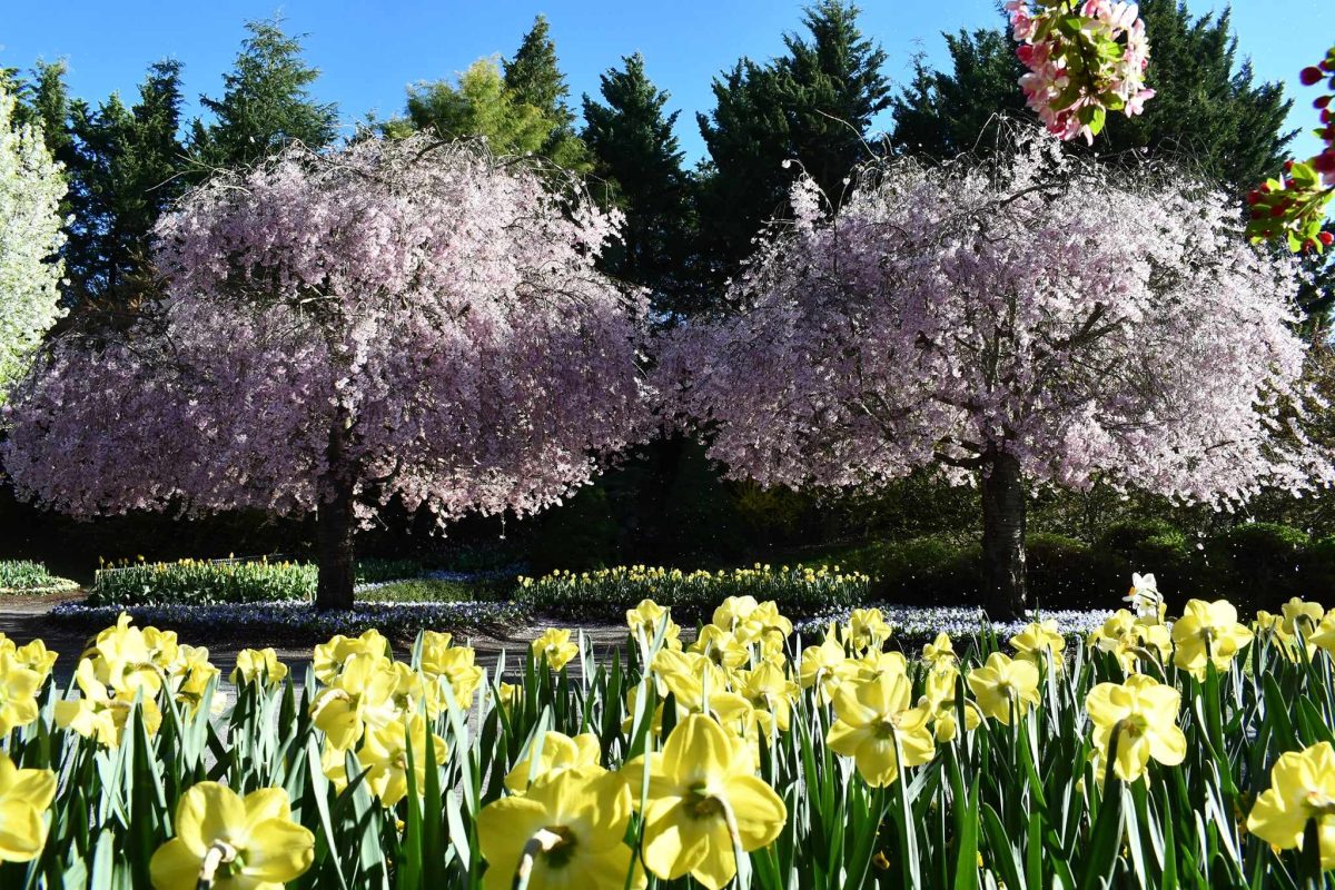 Tulip Top Gardens in 2024.