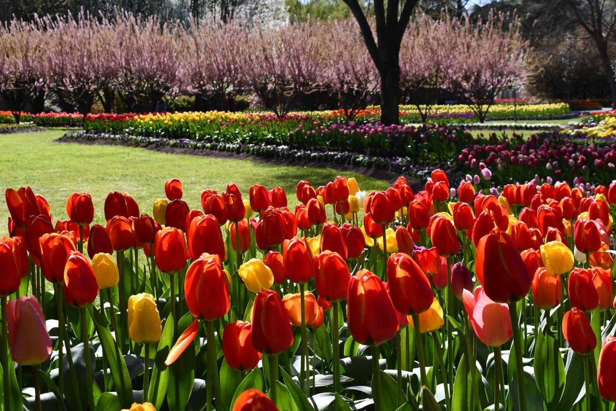 Tulip Top Gardens in 2024.