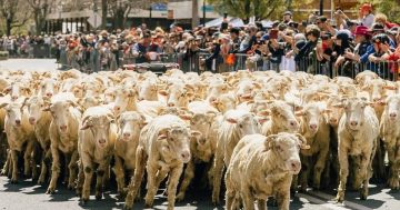 Boorowa festival offers a rollickin’ good time full of craic, woolly wonders, and a dash of Irish charm