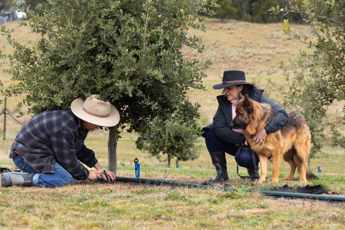 couple with german shepherd sniffing tree