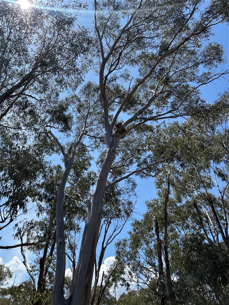 Koala sitting in gum tree