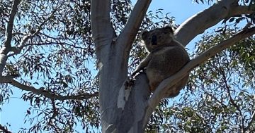 First wild koala sighting in years could put the brakes on new Gungahlin suburb