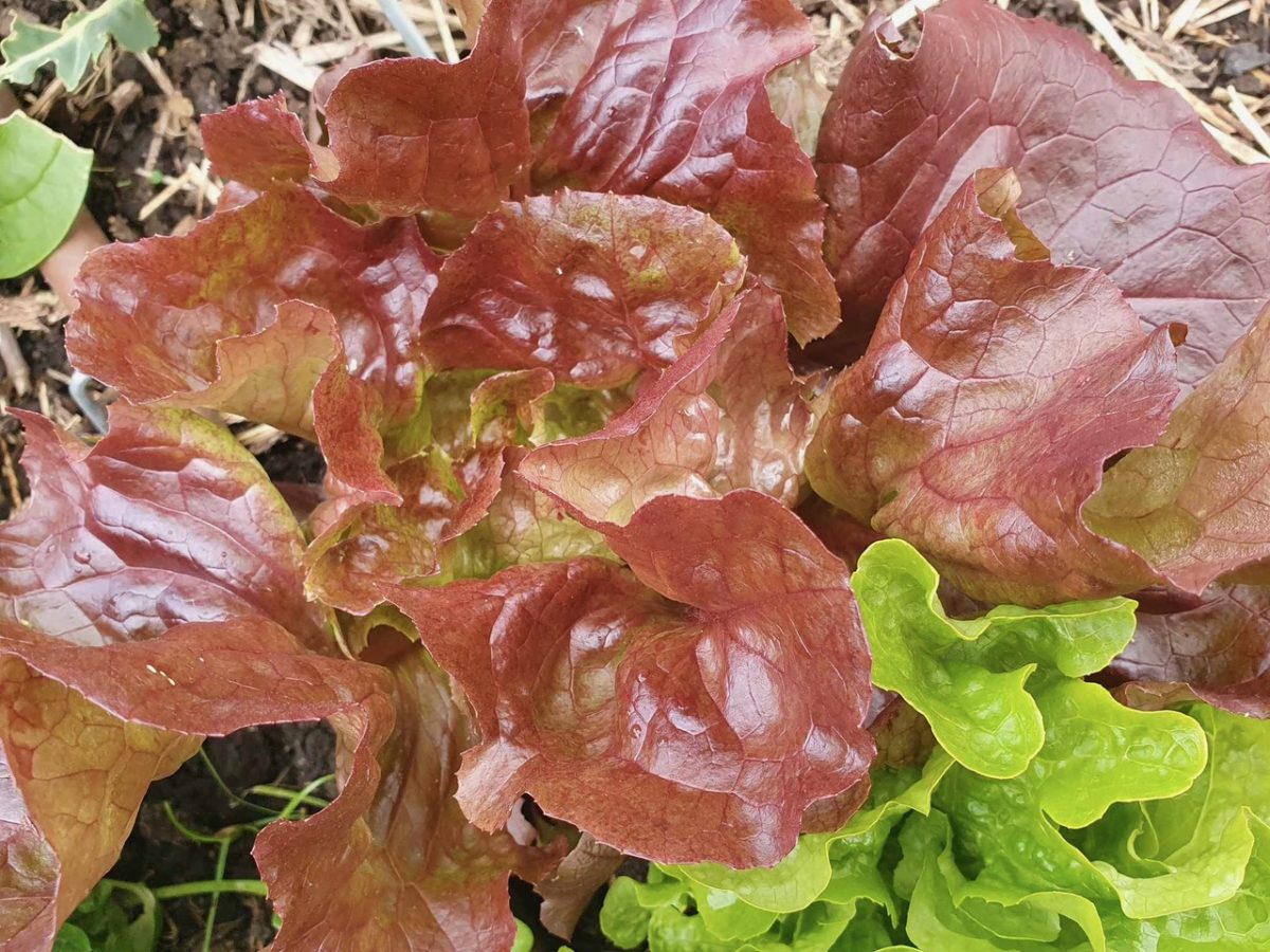 Summer lettuces