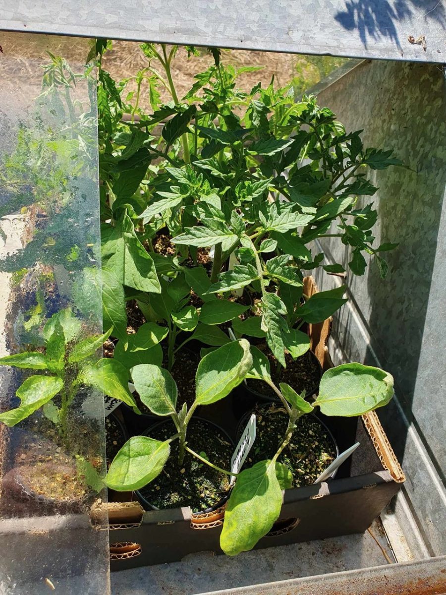 Tomato and chilli seedlings waiting for the right time to plant