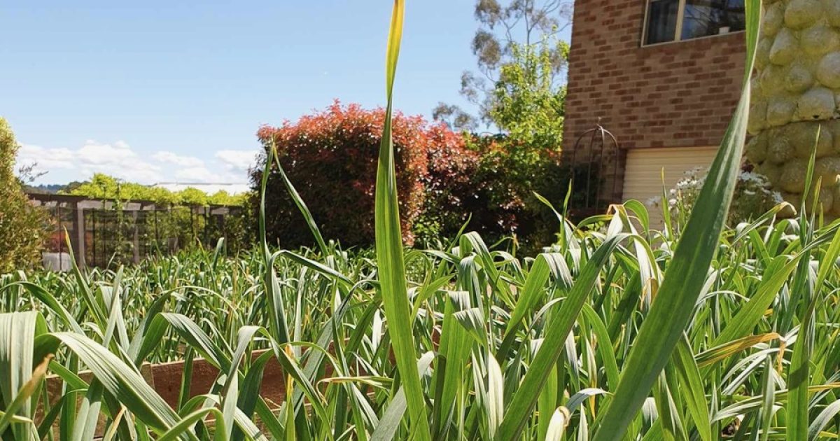 As the wind dies down, time to start planting summer crops | Riotact