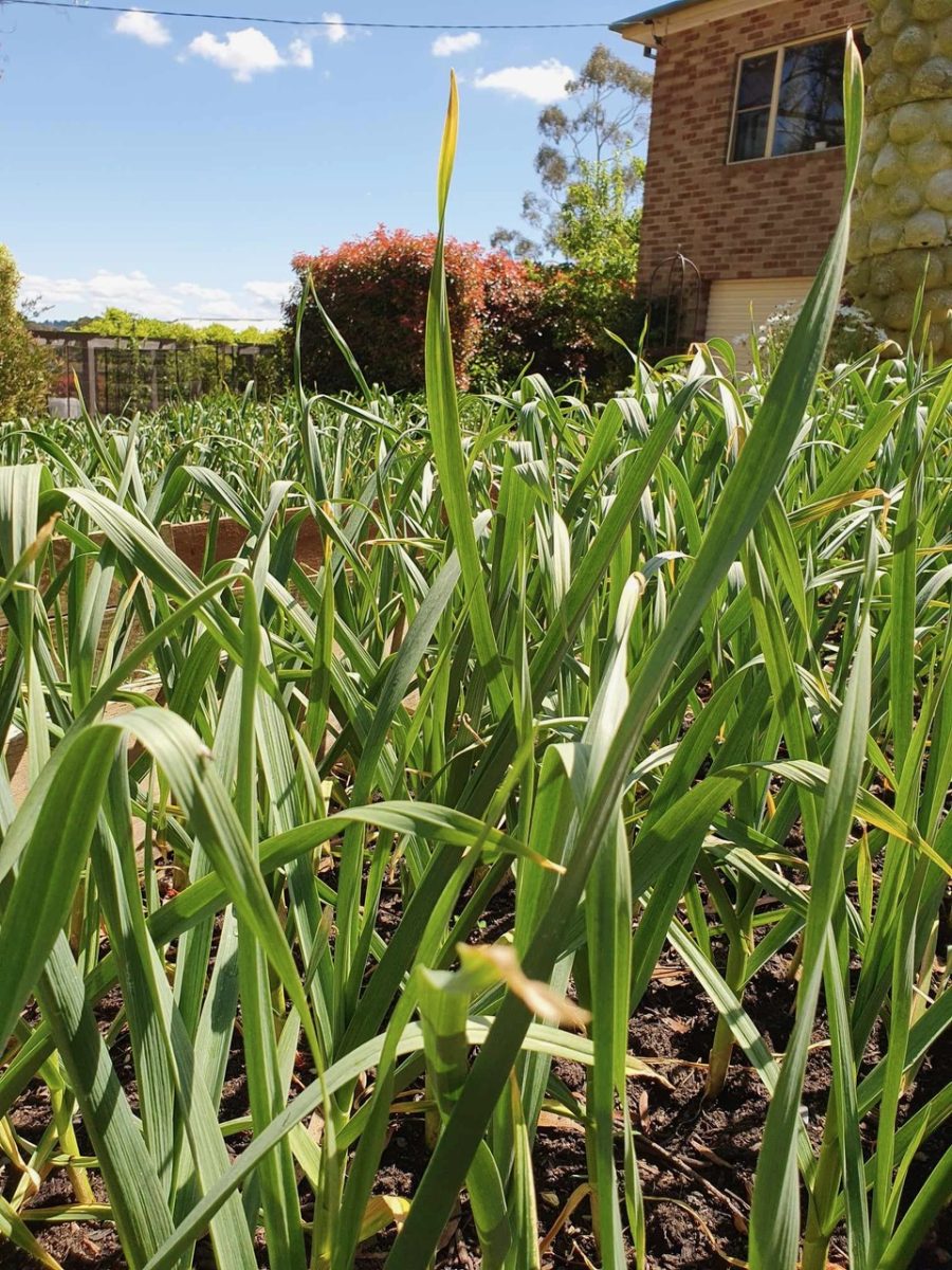 Wind burnt garlic stems