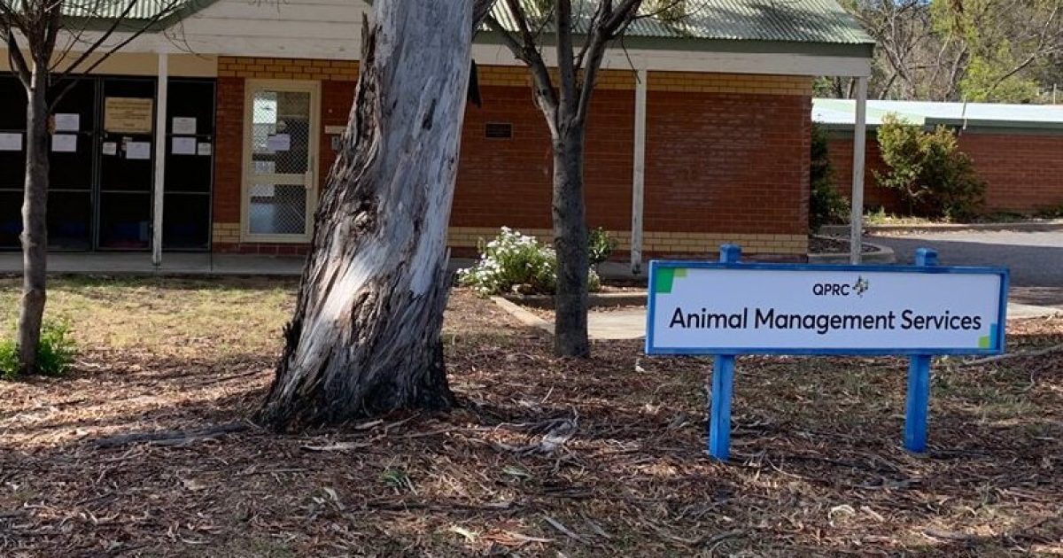 Queanbeyan pound didn’t have ‘appropriate disease control’ before outbreak that led to dogs euthanised | Riotact