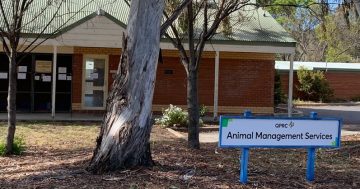 Queanbeyan pound didn't have 'appropriate disease control' before outbreak that led to dogs euthanised