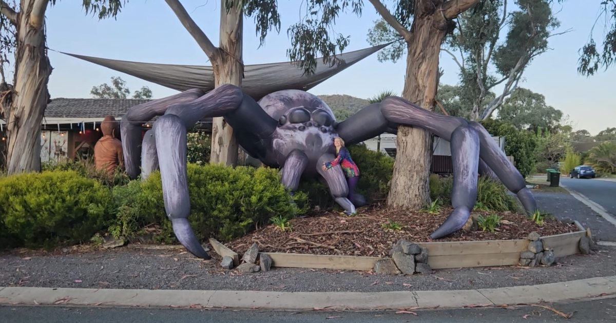 Is this Canberra’s biggest Halloween display? It’s certainly our biggest spider … | Riotact