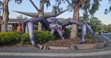 Is this Canberra's biggest Halloween display? It's certainly our biggest spider ...