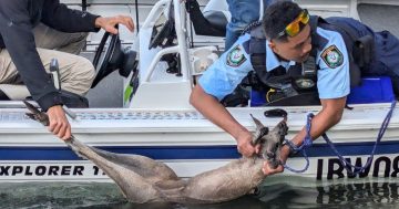 Batemans Bay's 'own Russel Coight' rescues kangaroo from the middle of Clyde River