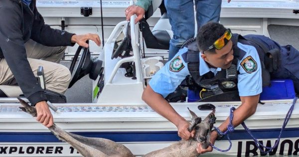 Batemans Bay's 'own Russel Coight' rescues kangaroo from the middle of Clyde River