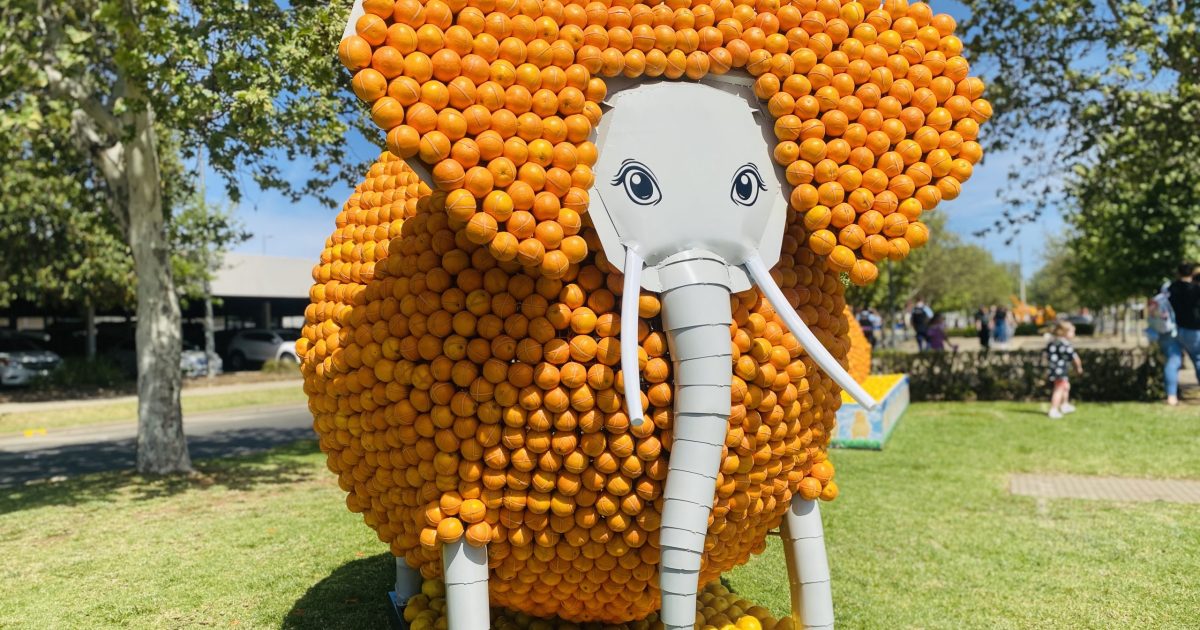 Elephant, rainbow and tape measure new additions to citrus sculpture festival | Riotact