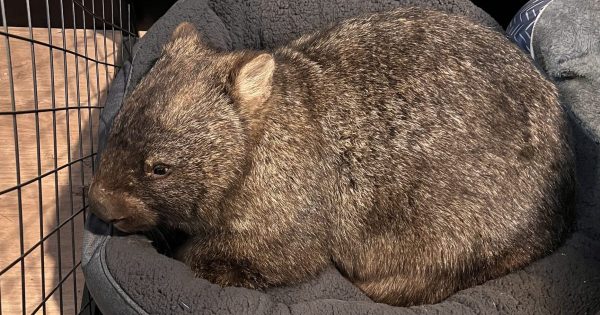 Wombat survives being shot four times - now it needs a safe home