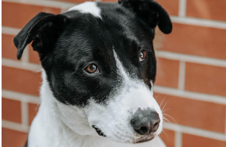 A black-and-white dog photographed in front of a brick wall