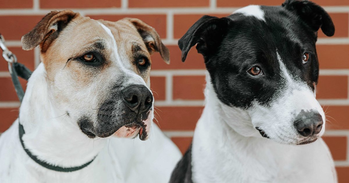 RSPCA ACT’s Pets of the week – Athena and Oreo | Riotact