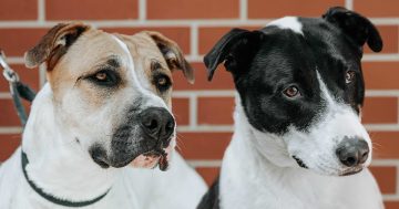 RSPCA ACT’s Pets of the week – Athena and Oreo