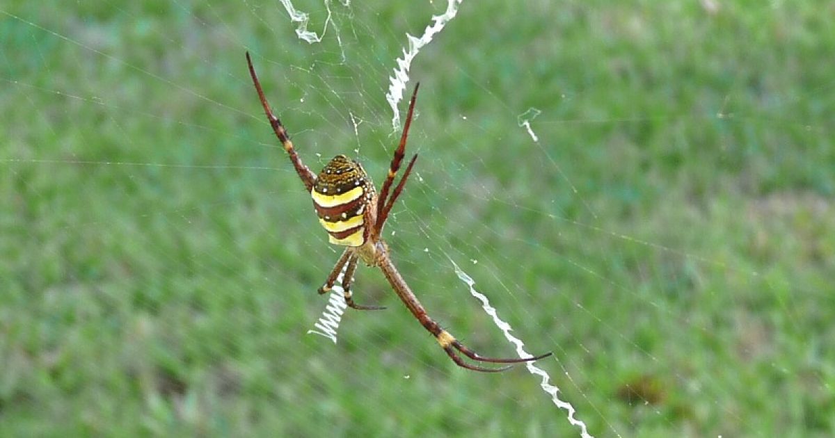 Spiders weave their webs of intrigue | Riotact