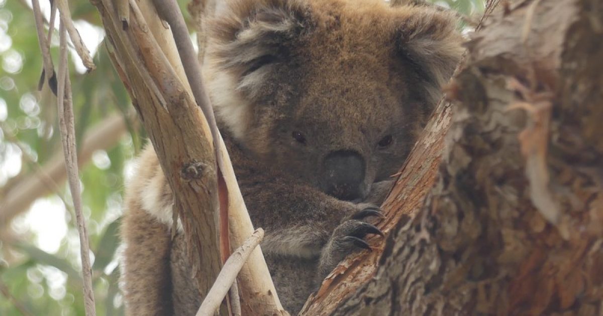 Koalas – the tough old Australians with an incredible story of survival and adaptation | Riotact