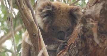 Koalas - the tough old Australians with an incredible story of survival and adaptation