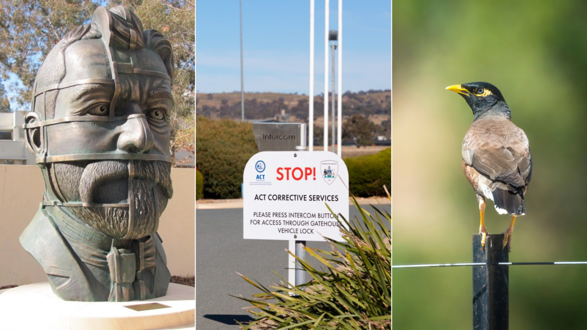 statue, jail sign, Indian myna