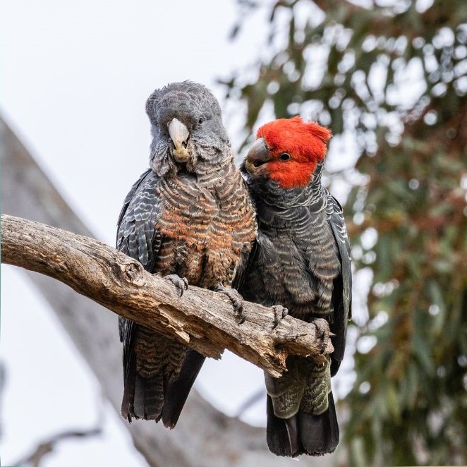 Two brown and red birds