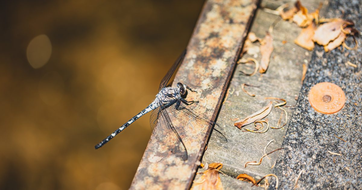 Feel like you are seeing more flying insects at the moment? You may not be wrong | Riotact