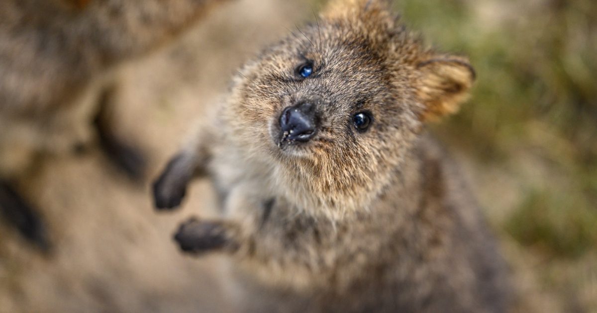 Snap a selfie with the ‘world’s happiest animal’ at Featherdale Sydney Wildlife Park | Riotact