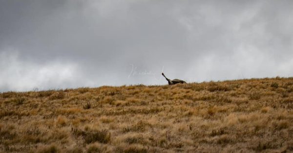 Grim scenes as Kosciuszko opens again to the public after seven-month aerial shooting cull