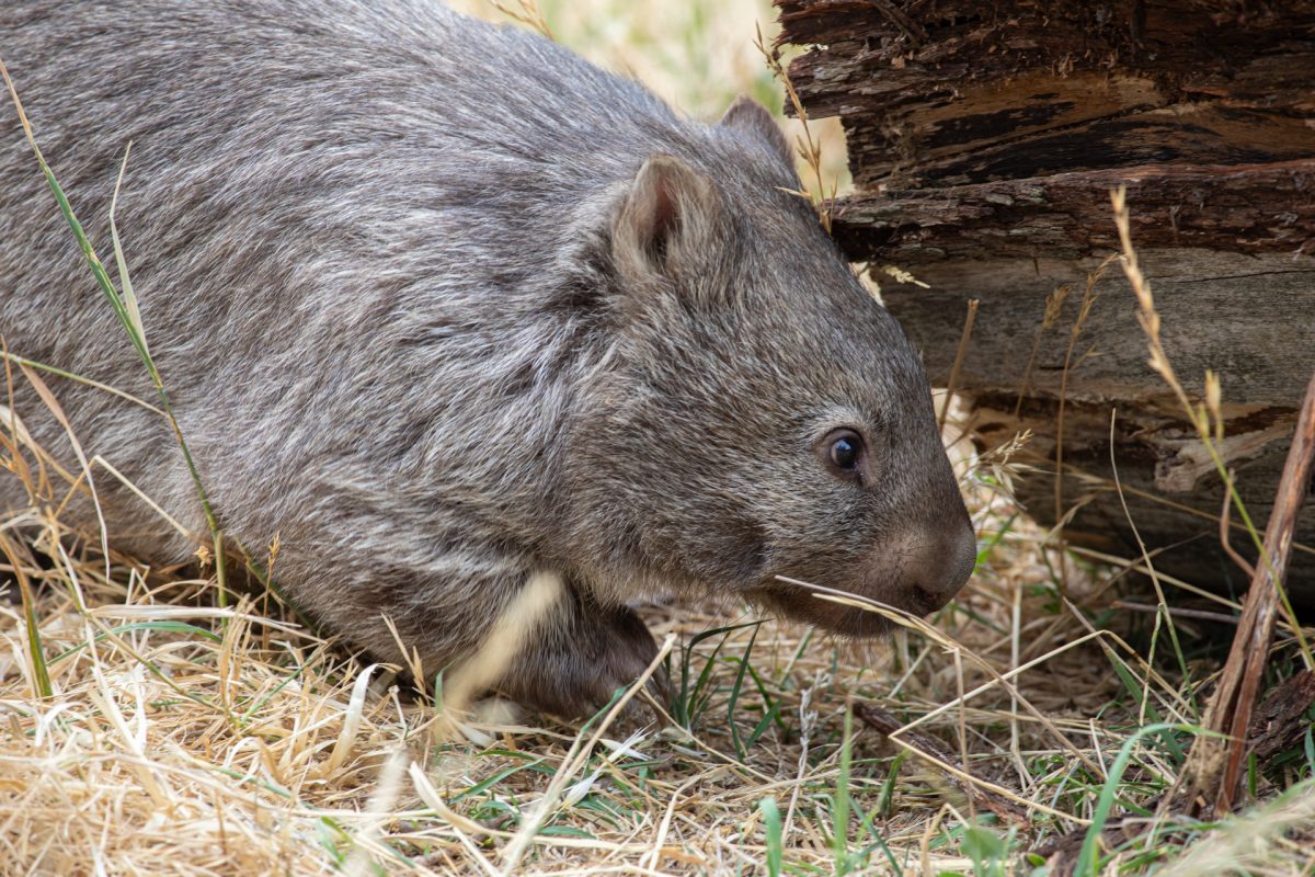 Wombat entering log