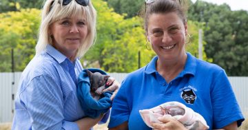 From Prague to Ginninderry, when the passion for wombats knows no boundaries