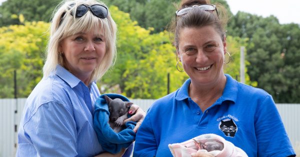 From Prague to Ginninderry, when the passion for wombats knows no boundaries