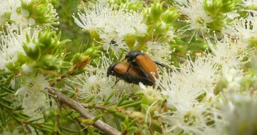 Rains release Canberra's beetle battalion