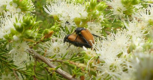 Rains release Canberra's beetle battalion