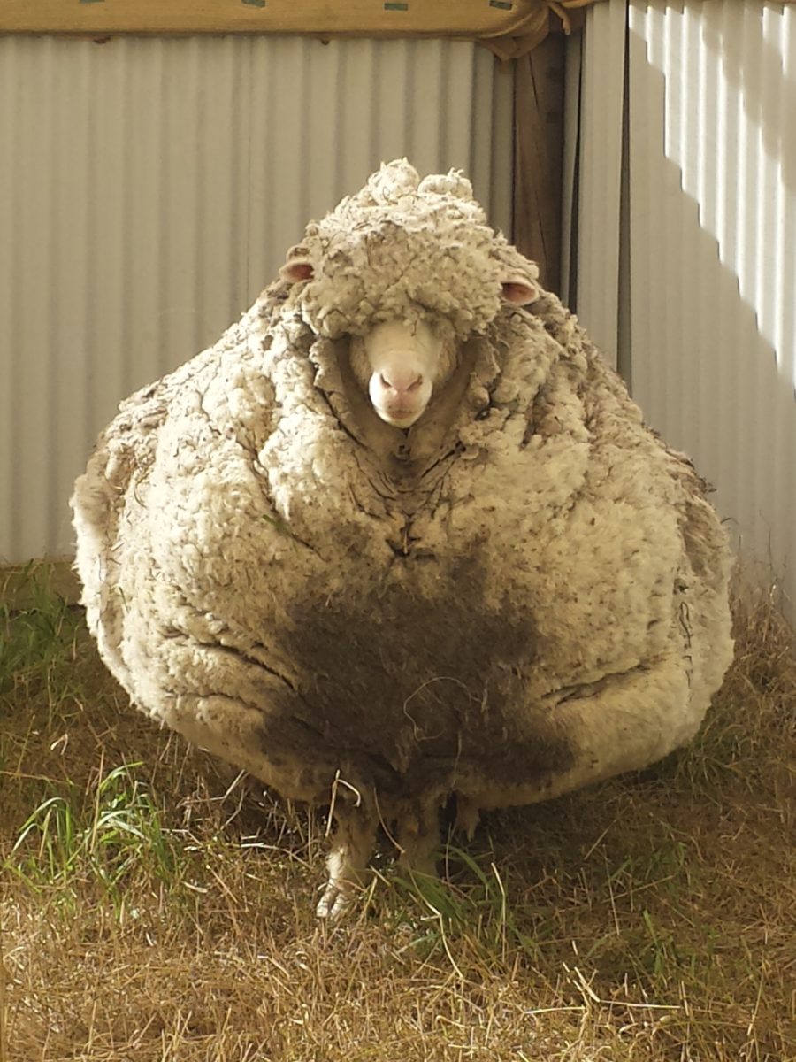 Sheep with monster fleece