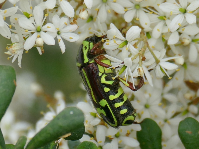 Fiddler Beetle feeding on teatree flowers. You can see half of the 'fiddle' on its back.