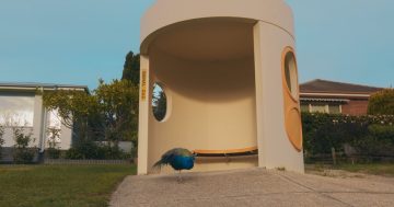 Narrabundah's controversial peafowl strutting their stuff in new documentary