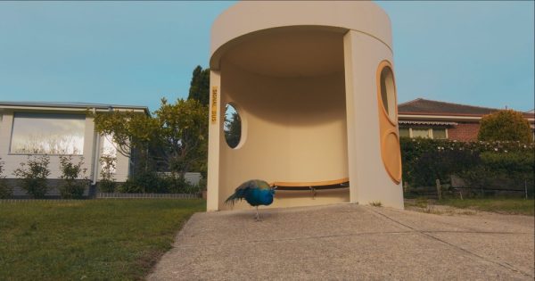 Narrabundah's controversial peafowl strutting their stuff in new documentary