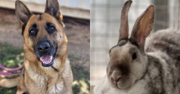 RSPCA ACT’s Pets of the week – Zera and Sierra