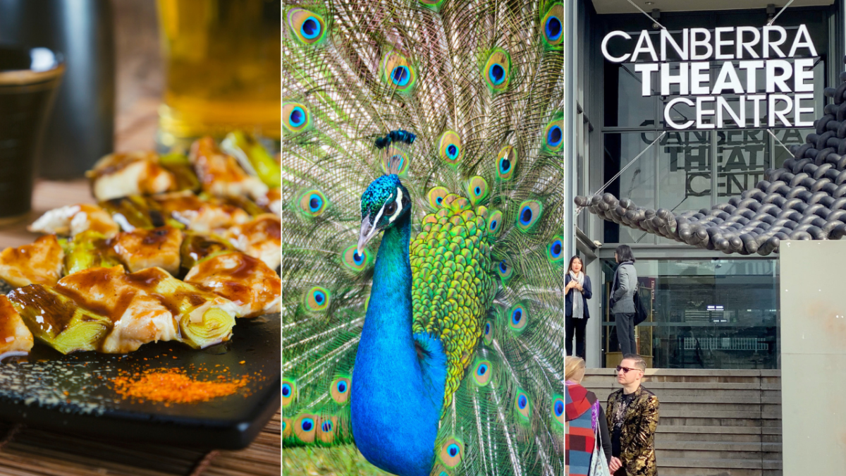 chicken skewers, peacock, Canberra Theatre Centre